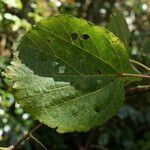 Dombeya punctata Hoja