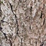 Tilia chinensis Corteza