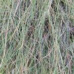 Danthonia decumbens List