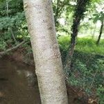 Alnus glutinosa 樹皮