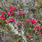 Bejaria resinosa Flor