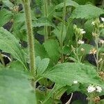 Stevia rebaudiana Агульны выгляд