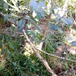 Erythrina fusca Kabuk