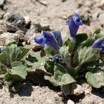 Scutellaria tuberosa Агульны выгляд