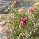 Grayia spinosa Flower