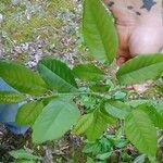 Oxydendrum arboreumBlad