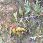 Crataegus pontica Blatt