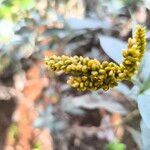 Persicaria senegalensis Flower