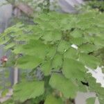 Adiantum raddianum Deilen