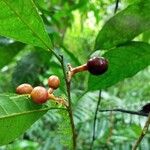 Sorocea trophoides Fruit