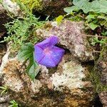 Ipomoea indicaKwiat