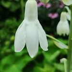 Ornithogalum candicans Flor