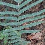 Pteris vittata Blad