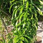 Dracaena angustifolia برگ