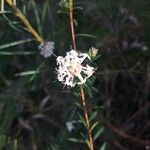 Pimelea linifoliaFlower