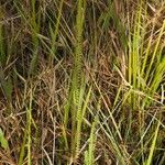 Lindsaea stricta Habitus