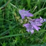 Campanula rapunculusКвітка