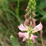 Onobrychis arenaria Blüte