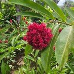 Alpinia purpurataÕis