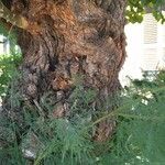 Tamarix ramosissima 树皮