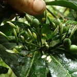 Pavetta bidentata Fruit