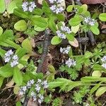 Valeriana locusta 整株植物