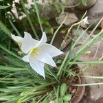 Zephyranthes candidaFleur