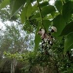 Pongamia pinnata Blüte