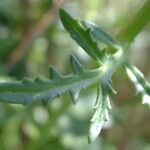 Scrophularia lucida Other