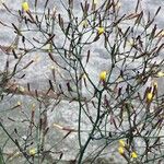 Lactuca muralis Fleur