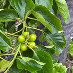 Cordia subcordata Plod