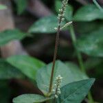 Cyathula prostrata Blüte
