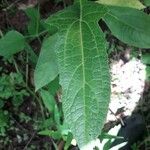 Neurolaena lobata Leaf