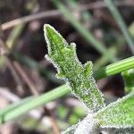 Sideritis hyssopifolia Hoja