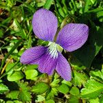 Viola × melissifolia Flower