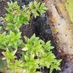 Rubia fruticosa Hoja