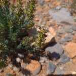 Thymelaea pubescens Flower