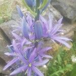 Camassia quamash Fleur