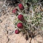 Echinocereus triglochidiatus Цветок