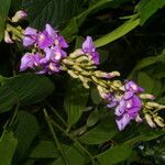 Macropsychanthus comosus Flower