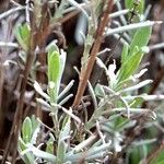 Lavandula latifolia Листок