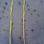 Elymus repens Flower