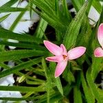 Rhodohypoxis baurii Flower