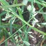 Poa annua ফুল