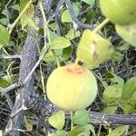 Ziziphus lotus Fruto