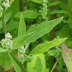 Chenopodium ficifolium Blad