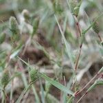 Crypsis schoenoides Otro