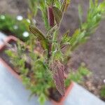 Epilobium parviflorumLeaf