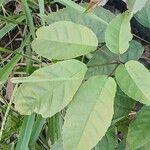 Handroanthus heptaphyllus Folha