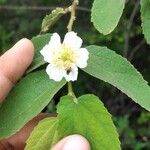 Muntingia calabura Feuille